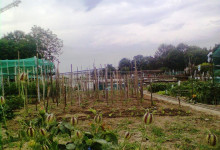Orto (2)